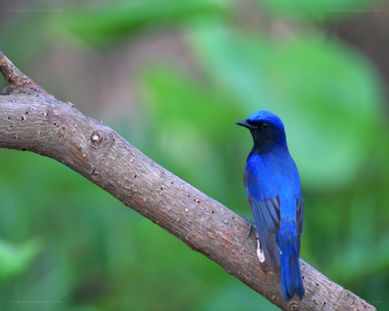 blue bird on a tree branch