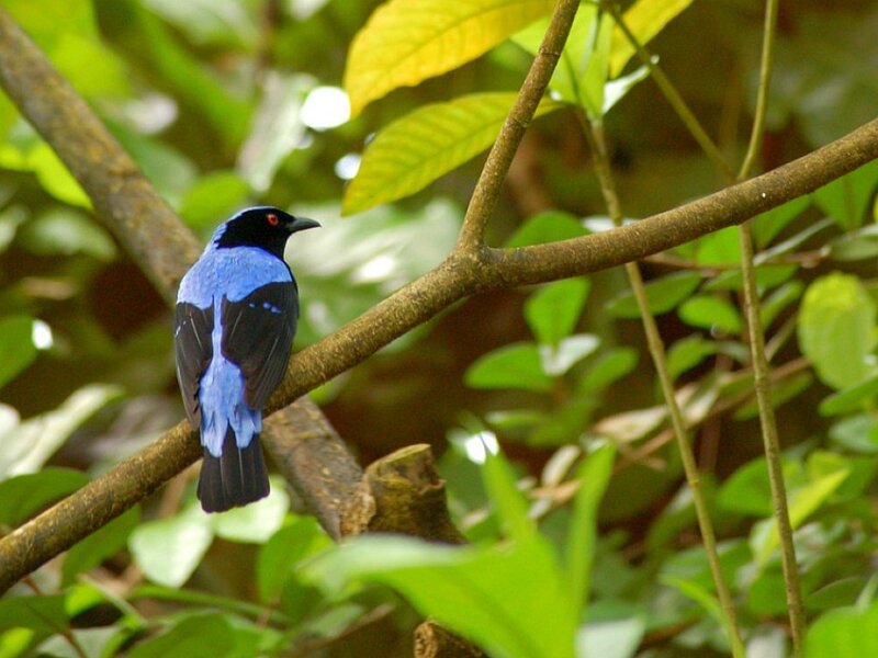 blue bird on a tree branch