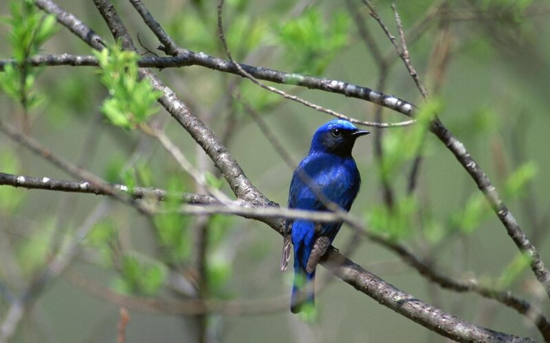 blue bird on a tree branch