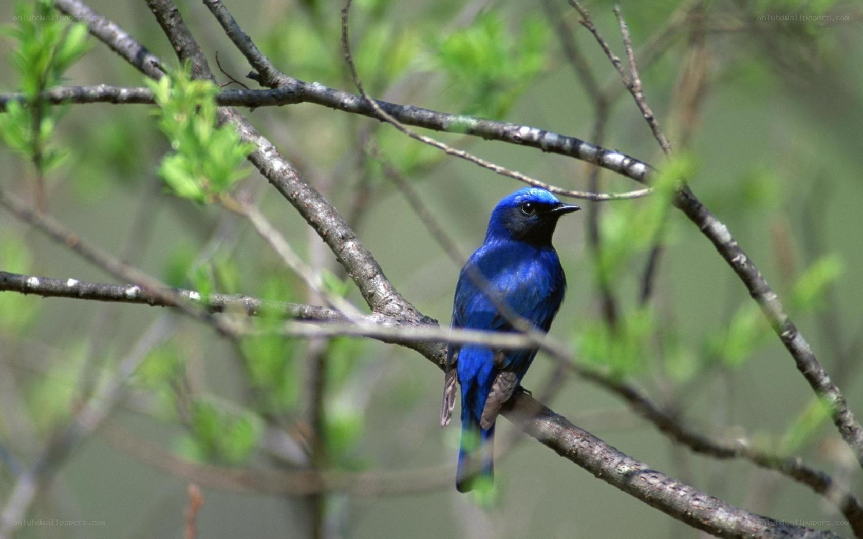 blue bird on a tree branch