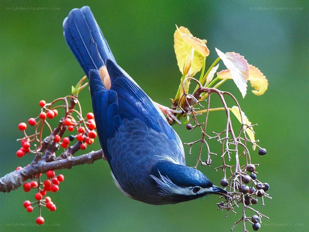 blue bird on berry branch