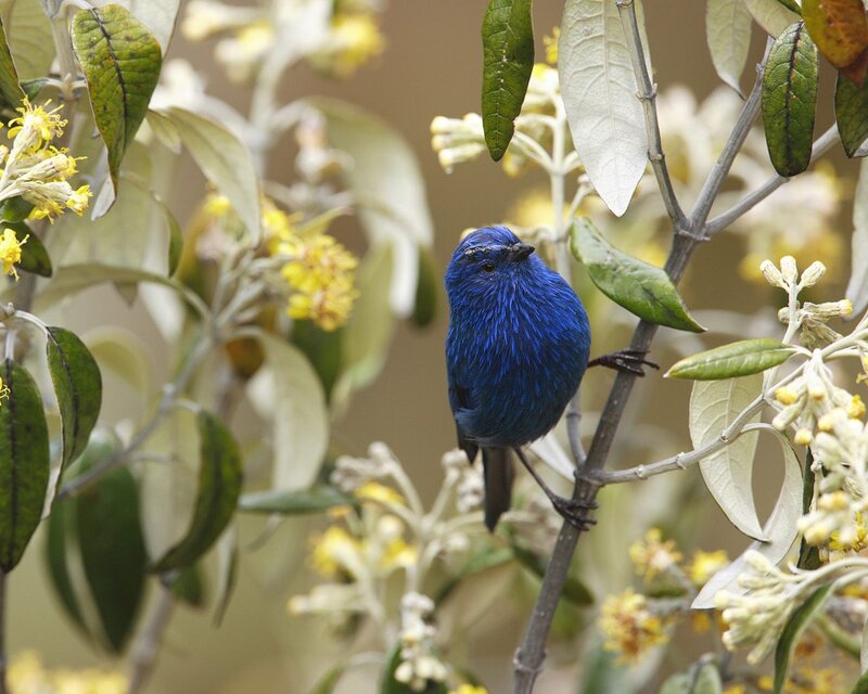 Blue Bird on Branch — Calm, Afternoon, Photograph, Flowers
