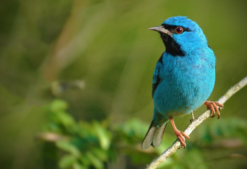 Blue Bird on Branch — Calm, Afternoon, Photograph, Green Foliage