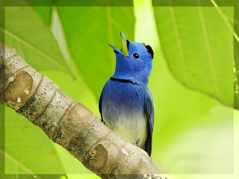 Blue Bird on Branch — Calm, Afternoon, Photograph, Leaves, Green