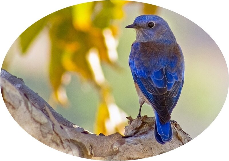 Blue Bird on Branch — Calm, Afternoon, Photograph, Leaves