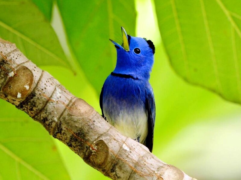 Blue Bird on Branch — Calm, Afternoon, Photograph