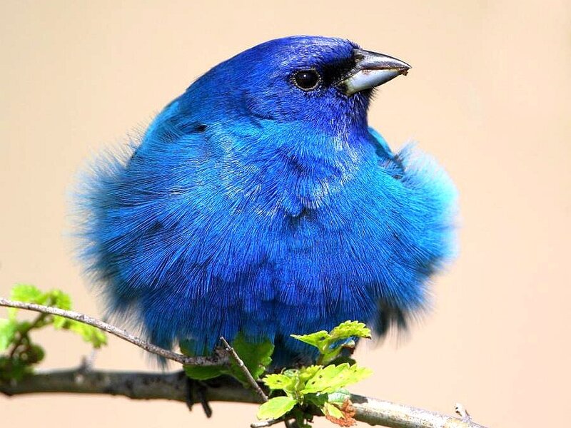 Blue Bird on Branch — Calm, Afternoon