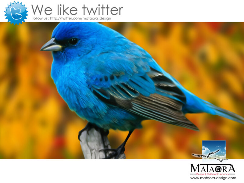 Blue Bird on Branch — Calm, Autumn, Photograph