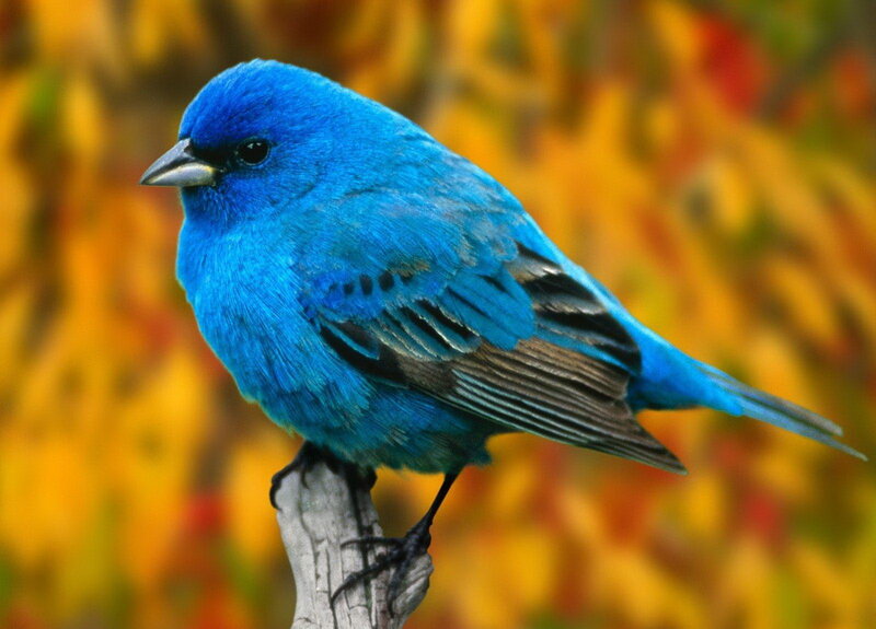 Blue Bird on Branch — Calm, Autumn