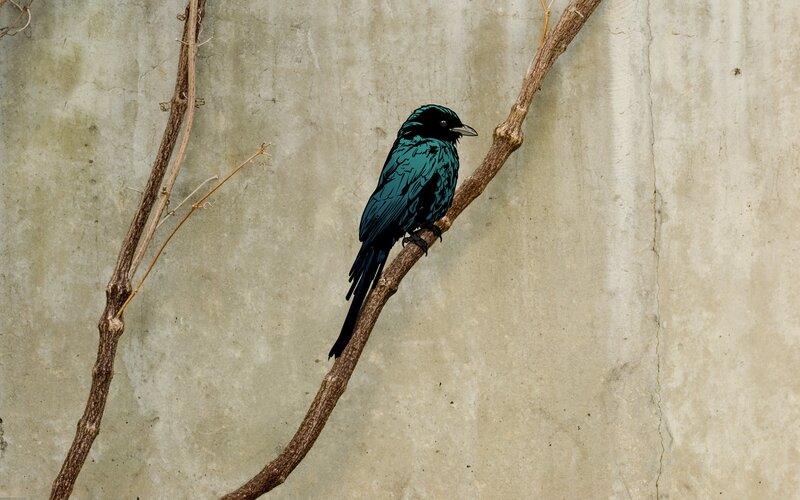 Blue Bird on Branch — Calm, Illustration