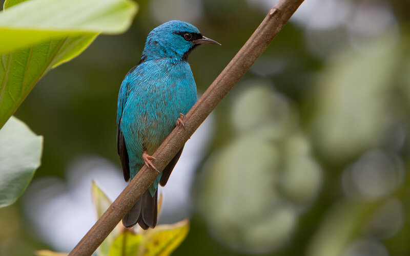 Blue Bird on Branch — Calm, Morning, Photograph, Leaf