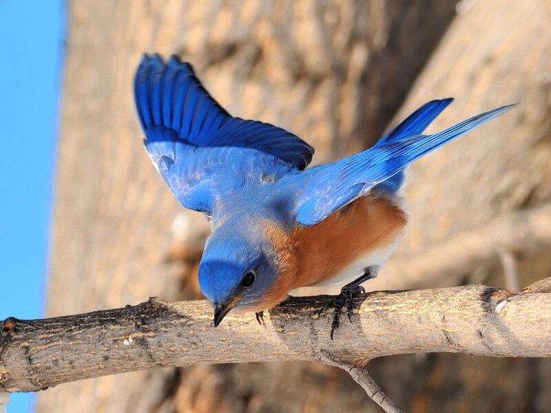 Blue Bird on Branch — Calm, Morning