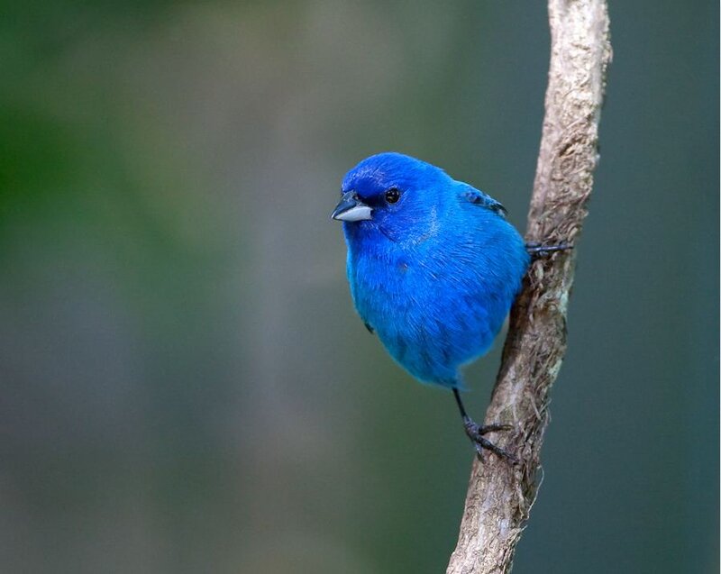 Blue Bird on Branch — Calm, Photograph, Forest