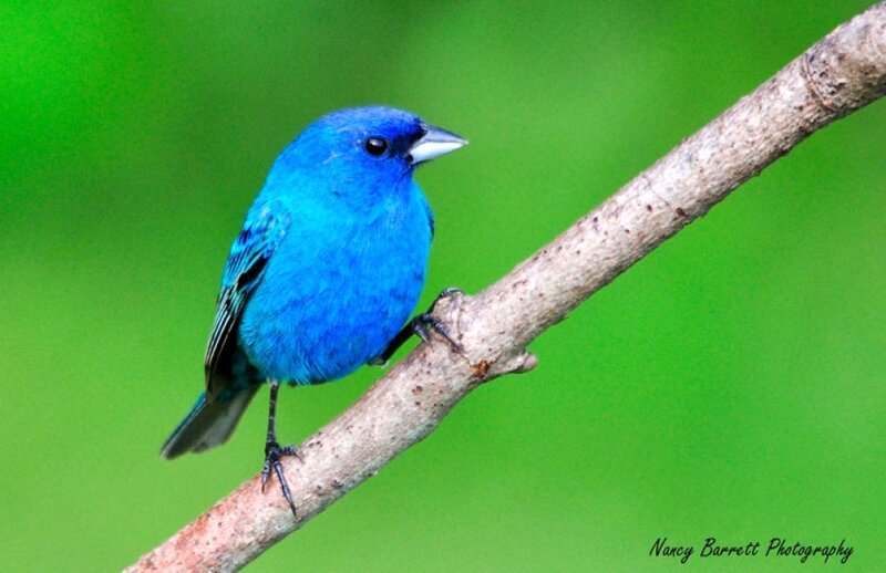 Blue Bird on Branch — Calm, Photograph, Green Background, Green