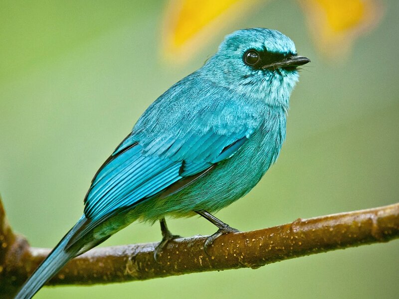 Blue Bird on Branch — Calm, Photograph, Green Background