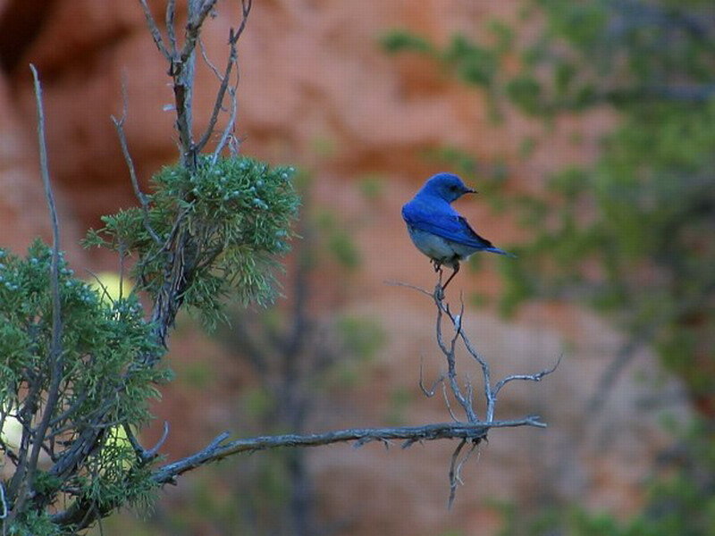 Blue Bird on Branch — Calm, Photograph, Greenery