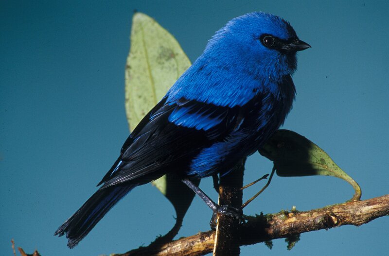 Blue Bird on Branch — Calm, Photograph, Leaf