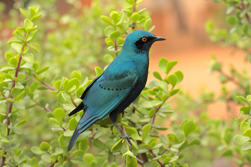 Blue Bird on Branch — Calm, Photograph, Leaves