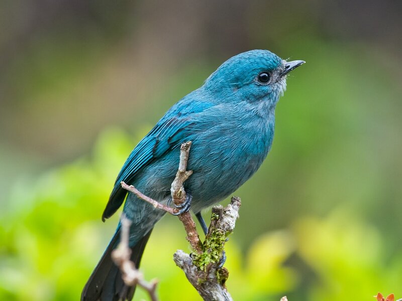 Blue Bird on Branch — Calm, Photograph, Moss, Green Foliage