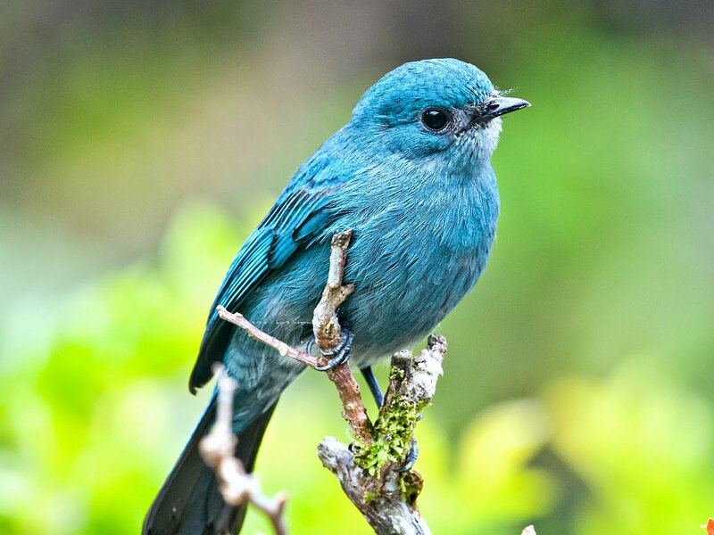 Blue Bird on Branch — Calm, Photograph, Moss