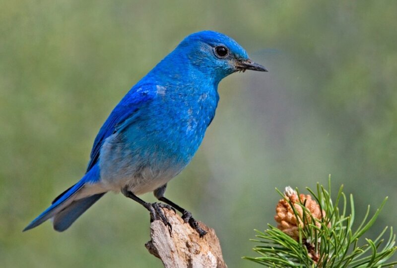 Blue Bird on Branch — Calm, Photograph, Pine Cone