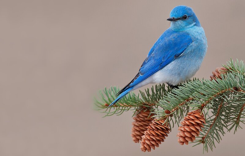 Blue Bird on Branch — Calm, Photograph, Pine Cones