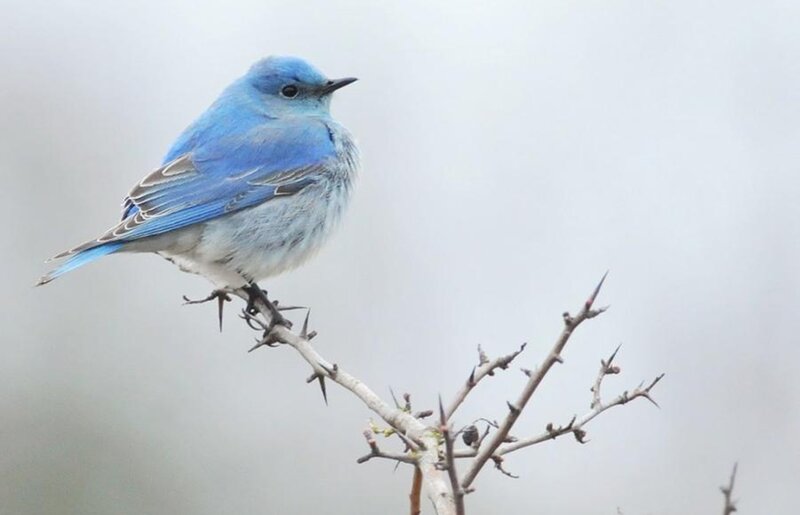 Blue Bird on Branch — Calm, Photograph, Sky