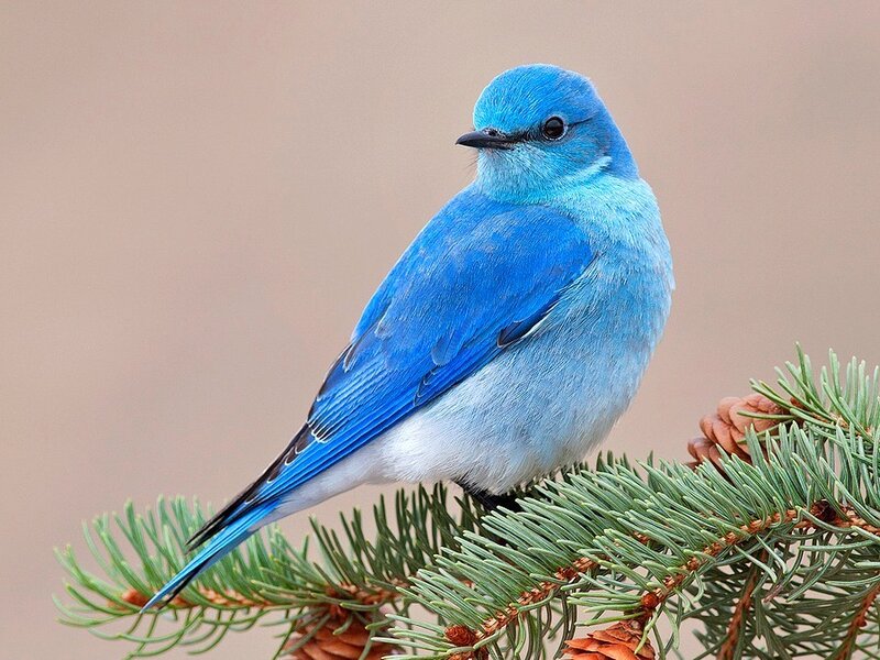 Blue Bird on Branch — Calm, Photograph