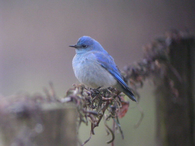 Blue Bird on Branch — Calm, Photograph, White