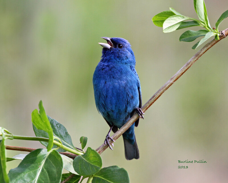 Blue Bird on Branch — Calm, Spring, Photograph, Leaves