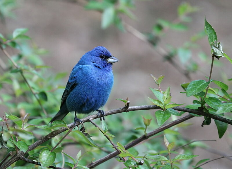 Blue Bird on Branch — Calm, Spring, Photograph