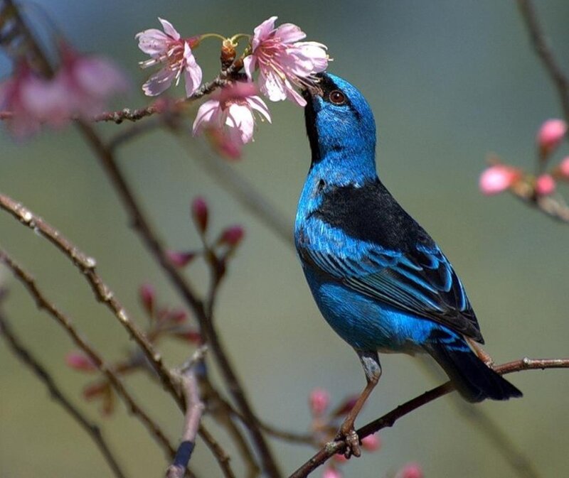 Blue Bird on Branch — Calm, Spring