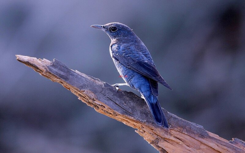 Blue Bird on Branch — Calm, Sunset