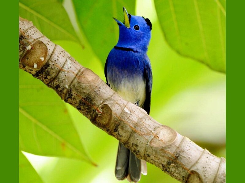 Blue Bird on Branch — Calm