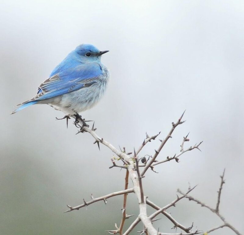 Blue Bird on Branch — Calm, Winter