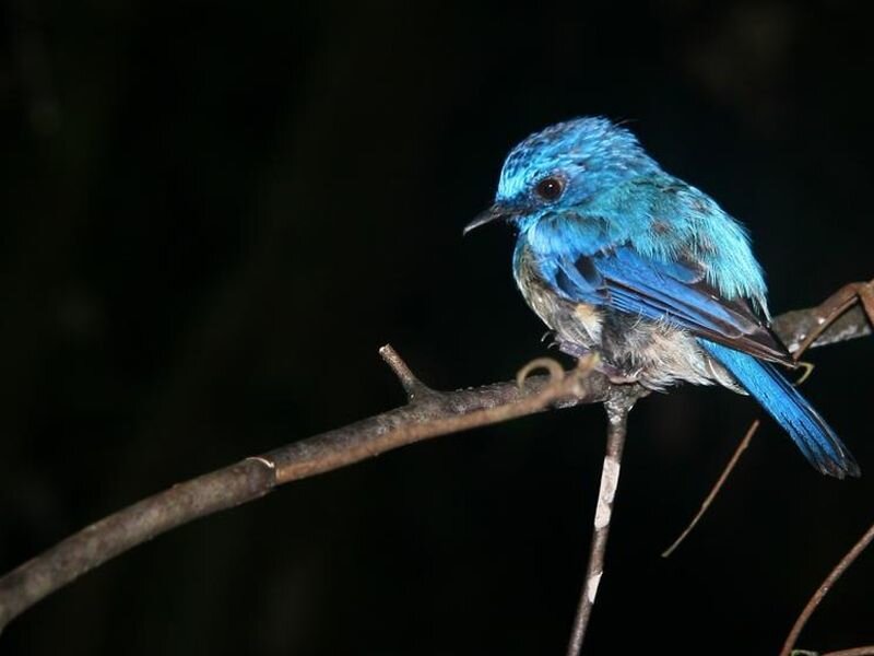 Blue Bird on Branch — Dark