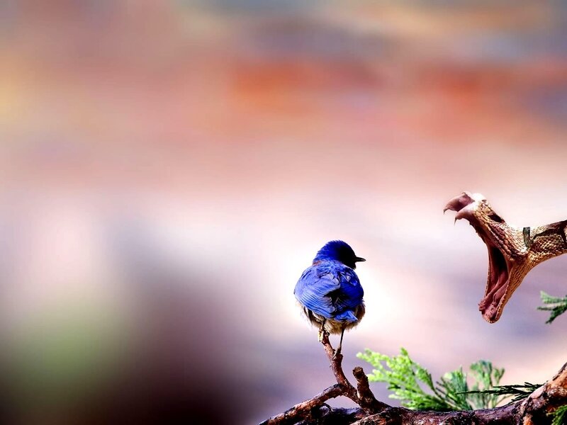 Blue Bird on Branch — Dramatic, Photograph