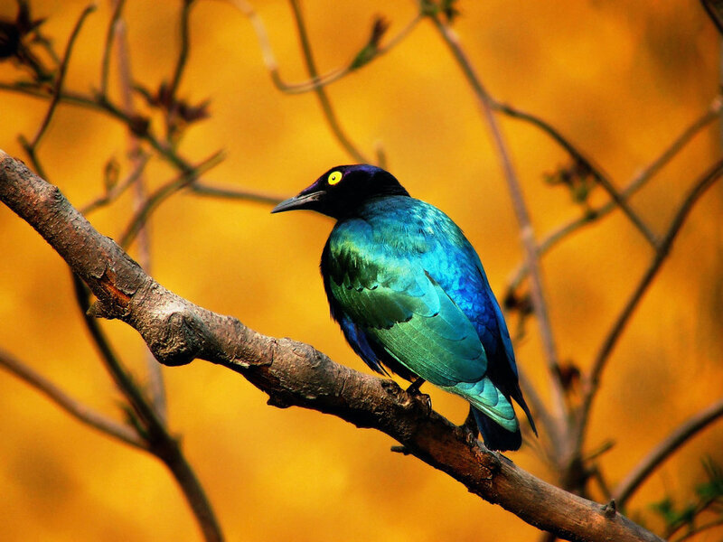 Blue Bird on Branch — Dramatic, Sunset