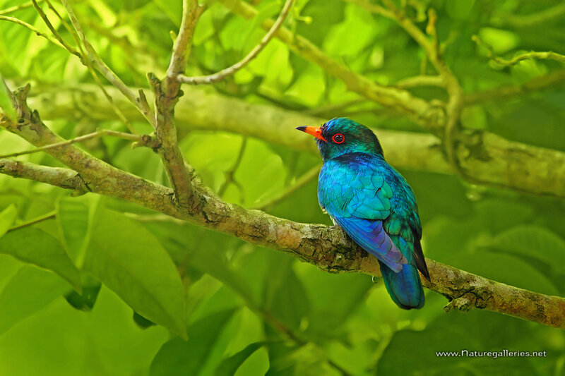 Blue Bird on Branch — Green, Serene