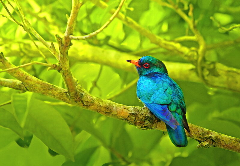 Blue Bird on Branch — Green