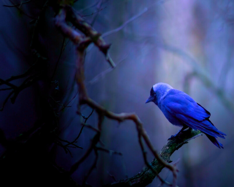 Blue Bird on Branch — Mysterious