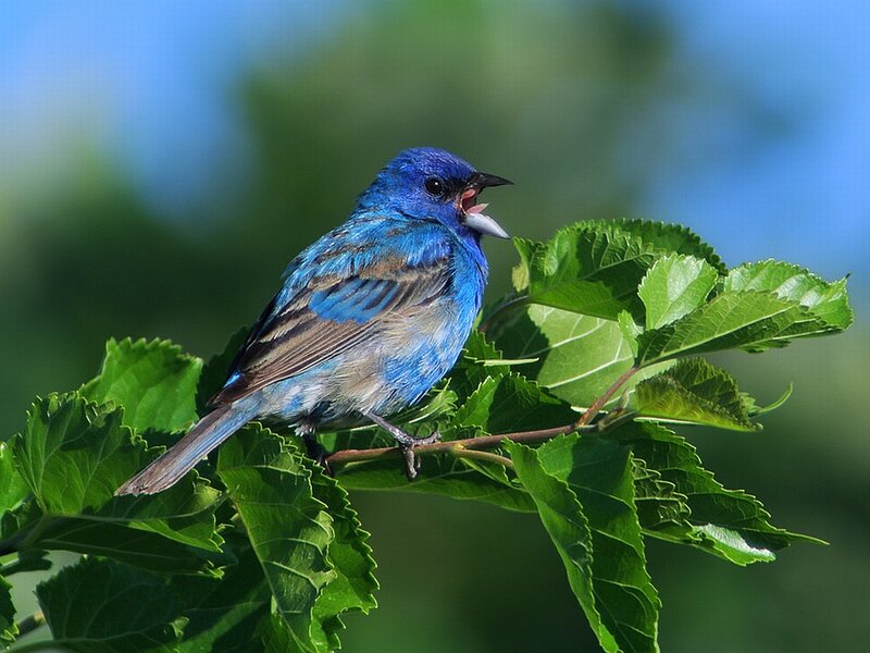Blue Bird on Branch — Natural, Afternoon