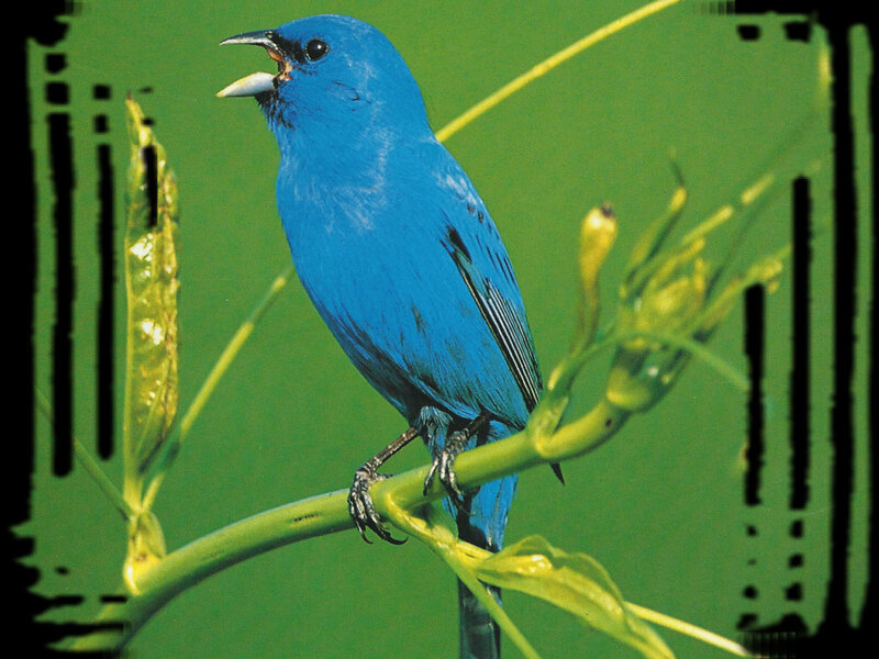 Blue Bird on Branch — Natural