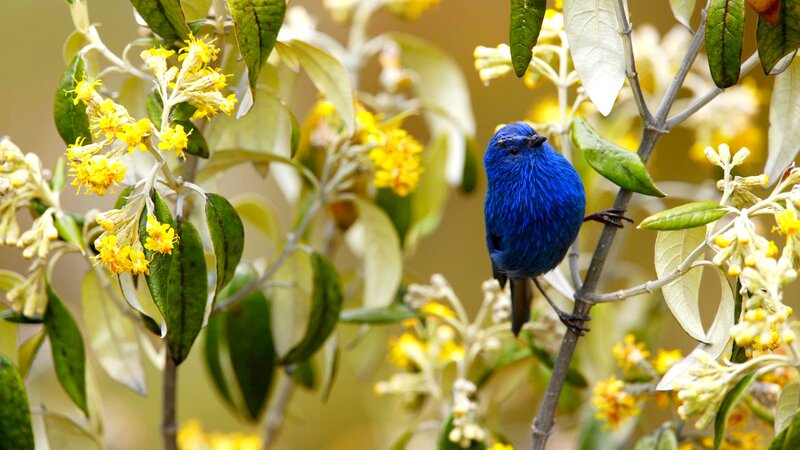 Blue Bird on Branch — Serene, Afternoon, Photograph, Flowers