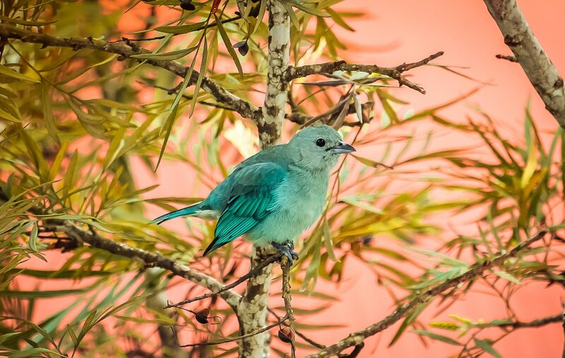 Blue Bird on Branch — Serene, Afternoon, Photograph, Leaves