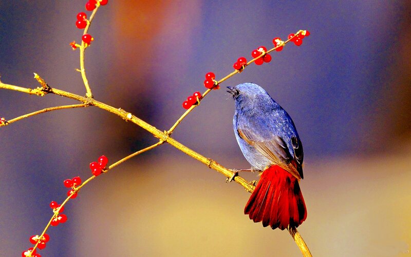 Blue Bird on Branch — Serene, Autumn