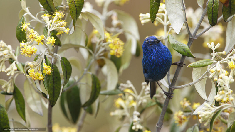 Blue Bird on Branch — Serene, Morning