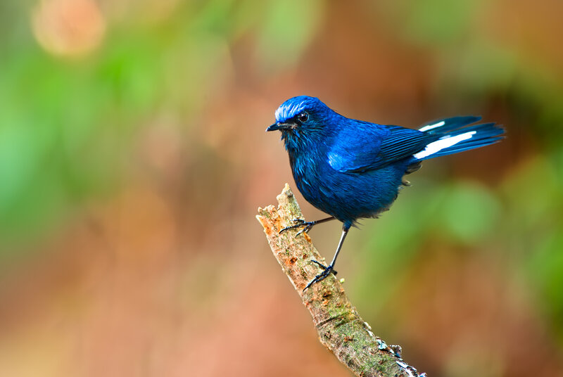 Blue Bird on Branch — Serene, Photograph, Forest