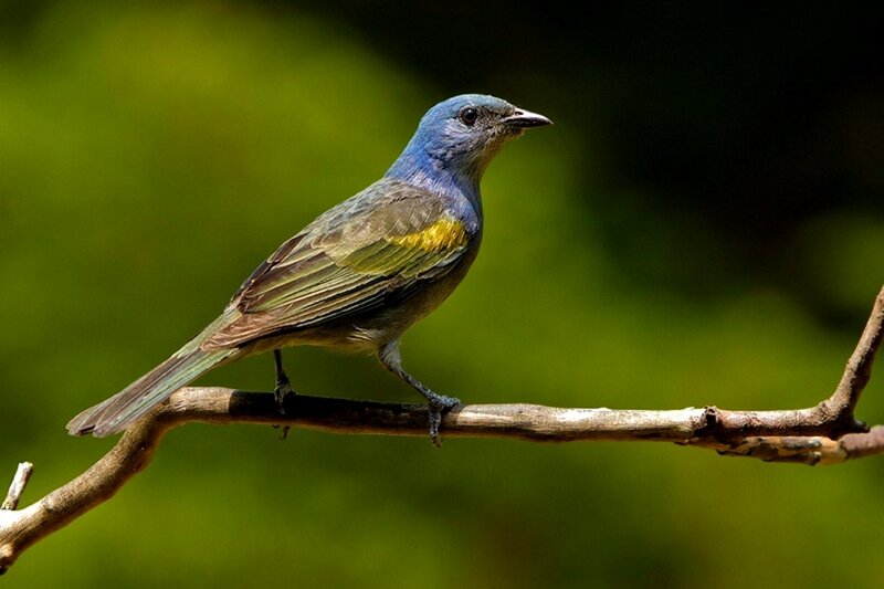Blue Bird on Branch — Serene, Photograph, Green Background