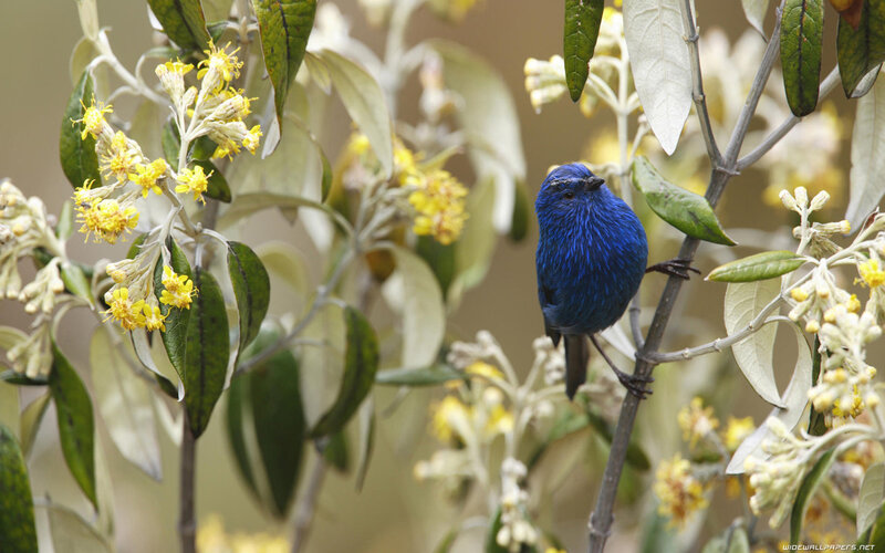 Blue Bird on Branch — Serene, Photograph